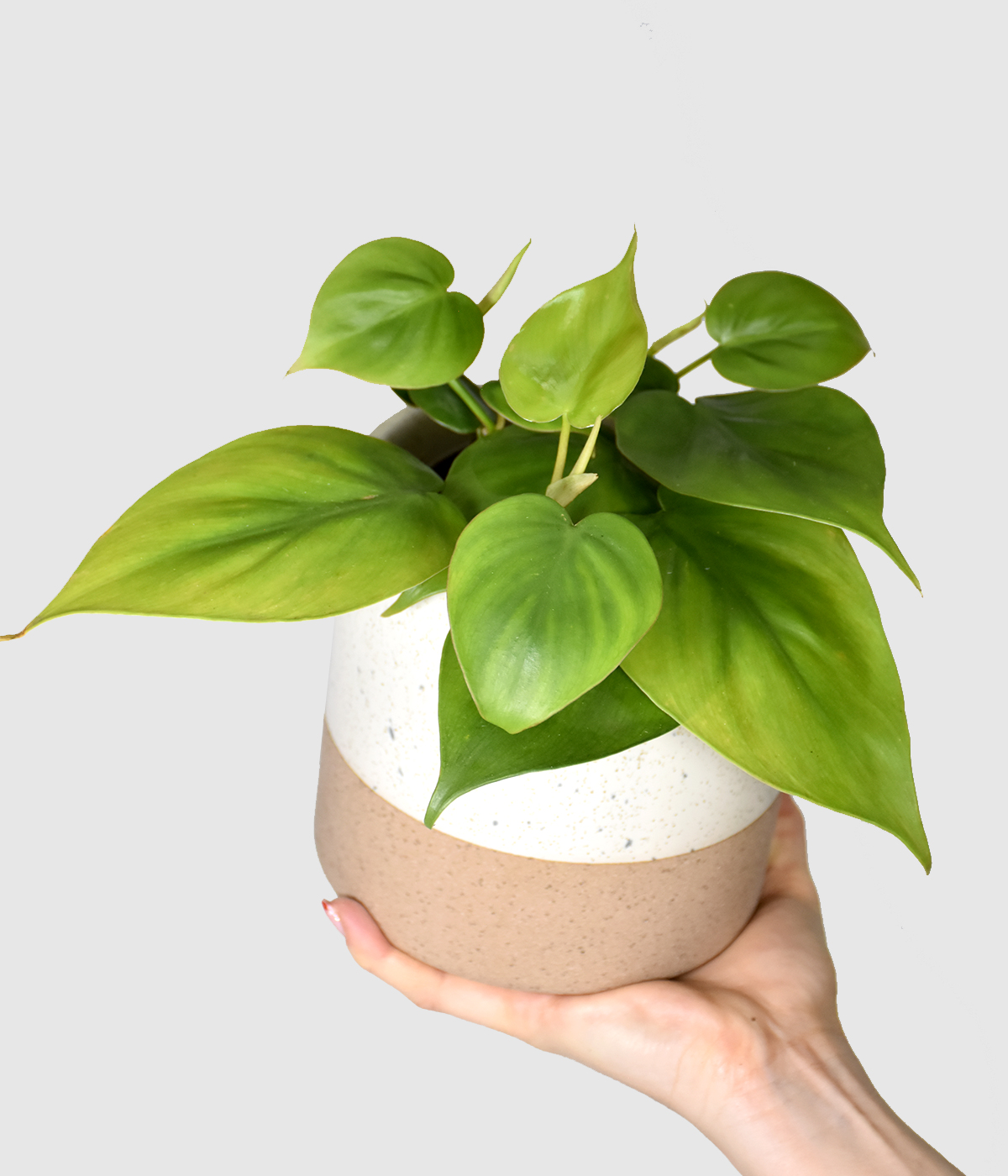 Philodendron scandens