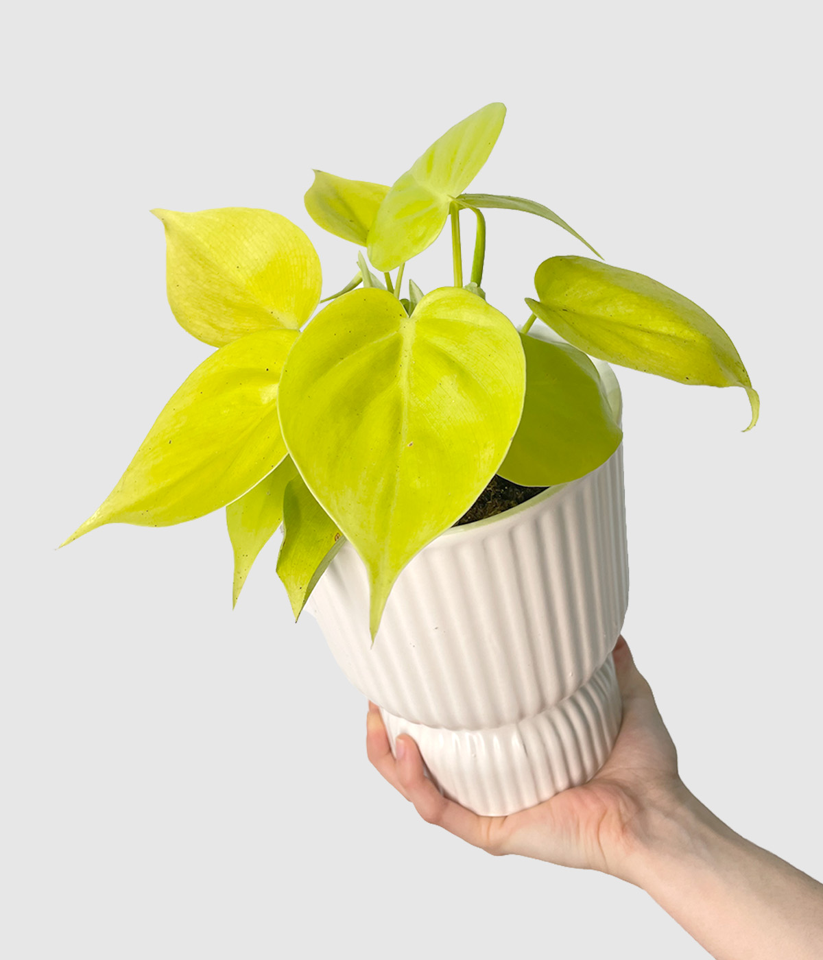 Philodendron scandens lime2