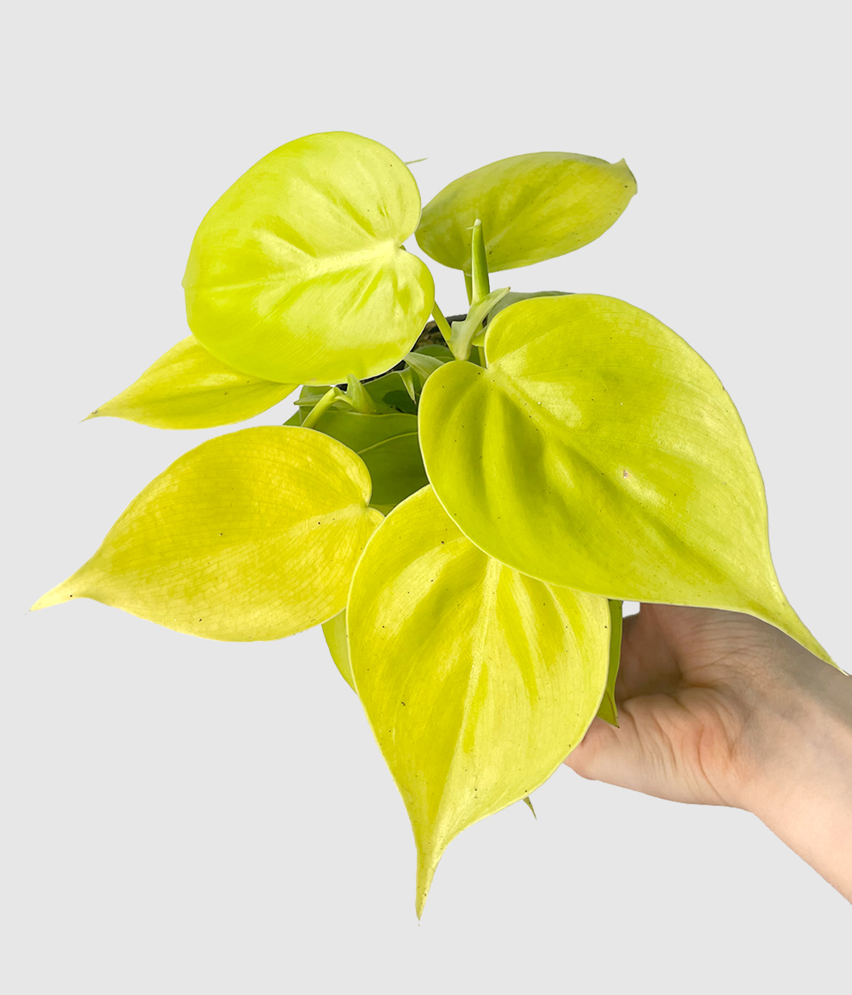Philodendron scandens lime3