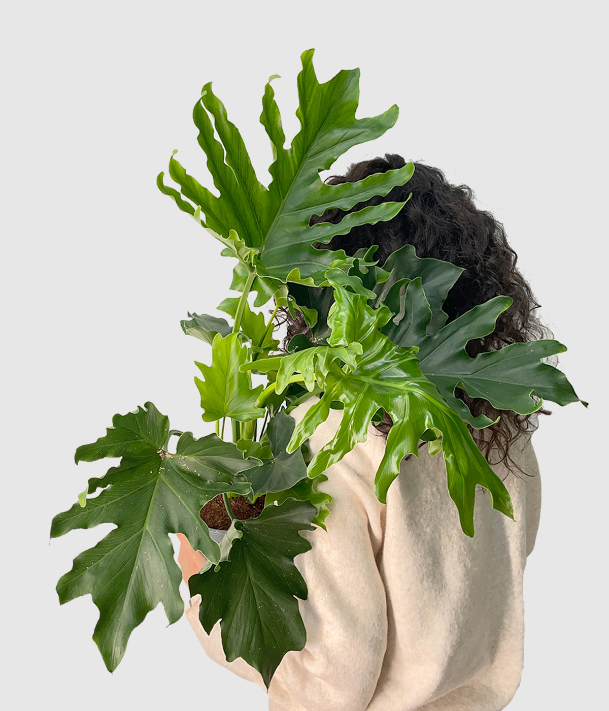 Philodendron selloum hope