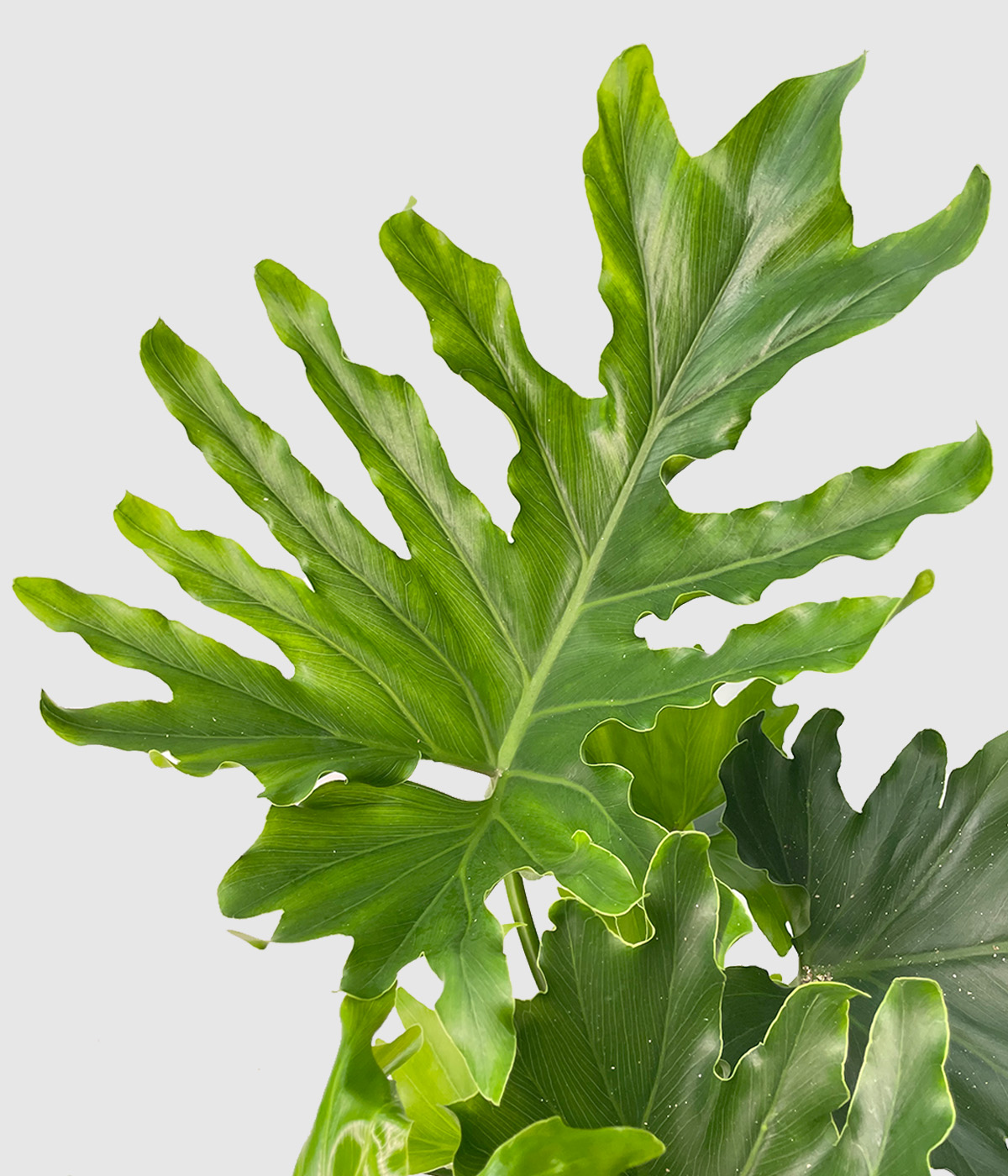Philodendron selloum hope2