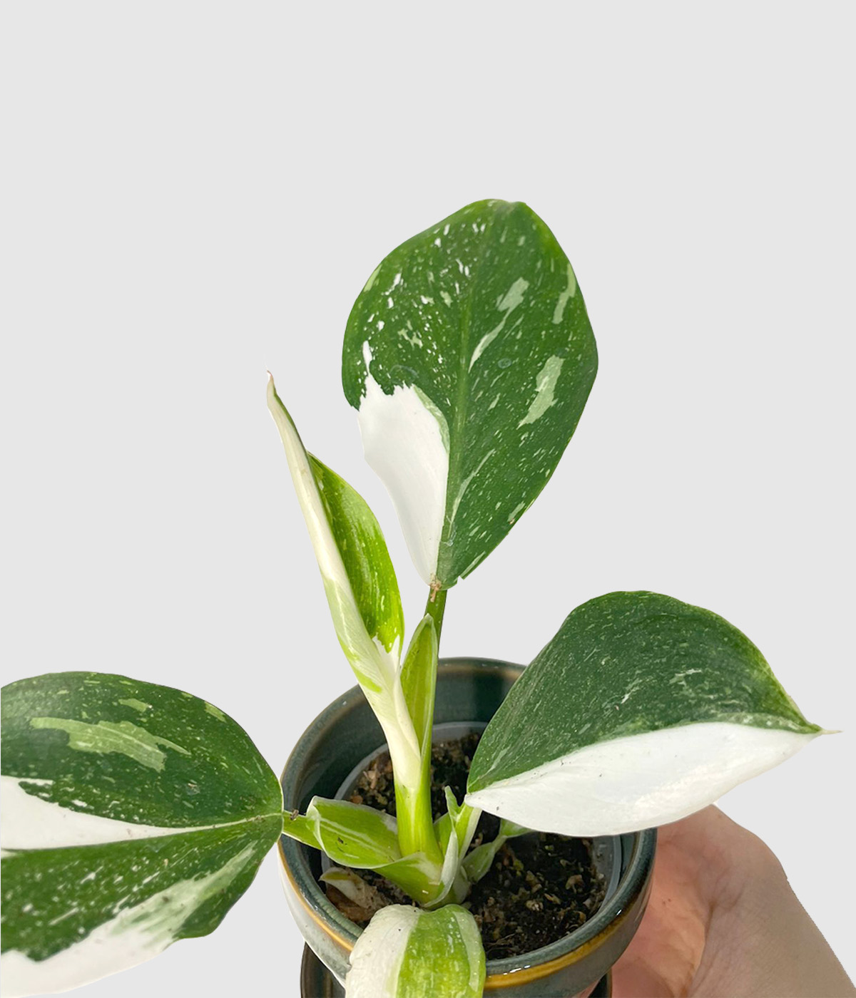 Philodendron white wizard