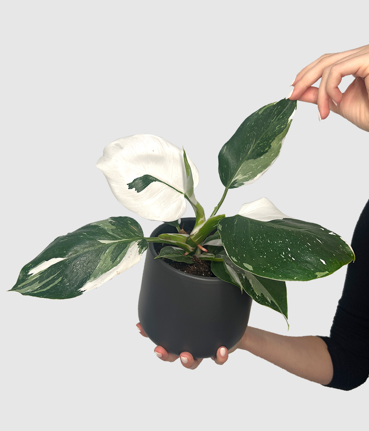 Philodendron white wizard