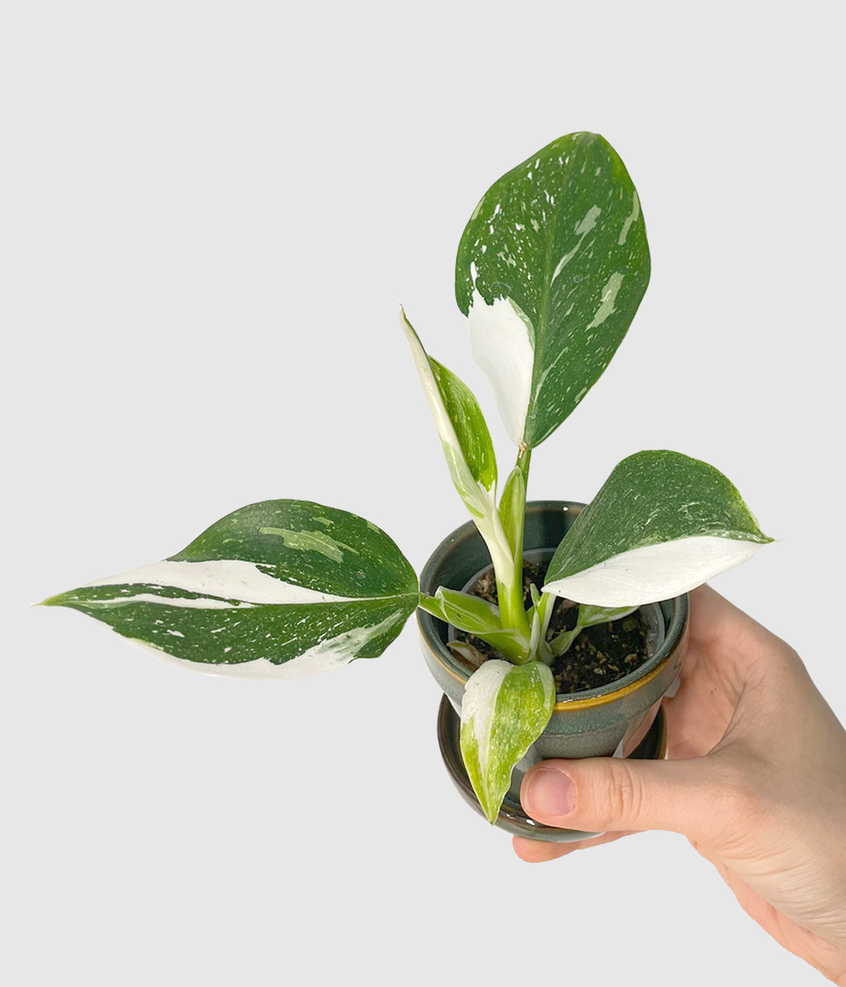 Philodendron white wizard2
