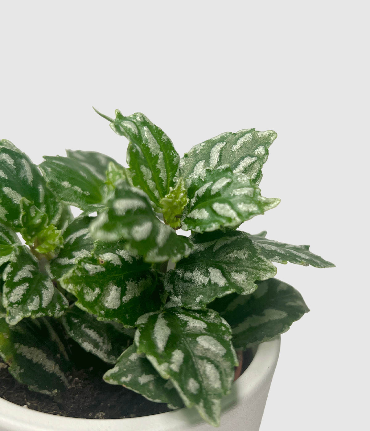 Pilea cadierei