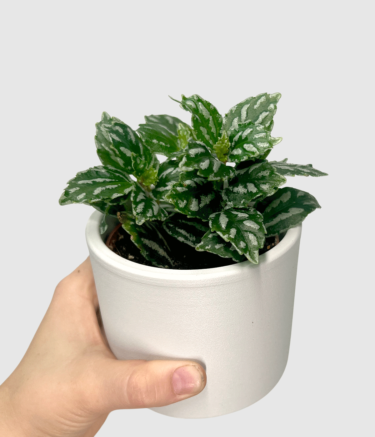 Pilea cadierei