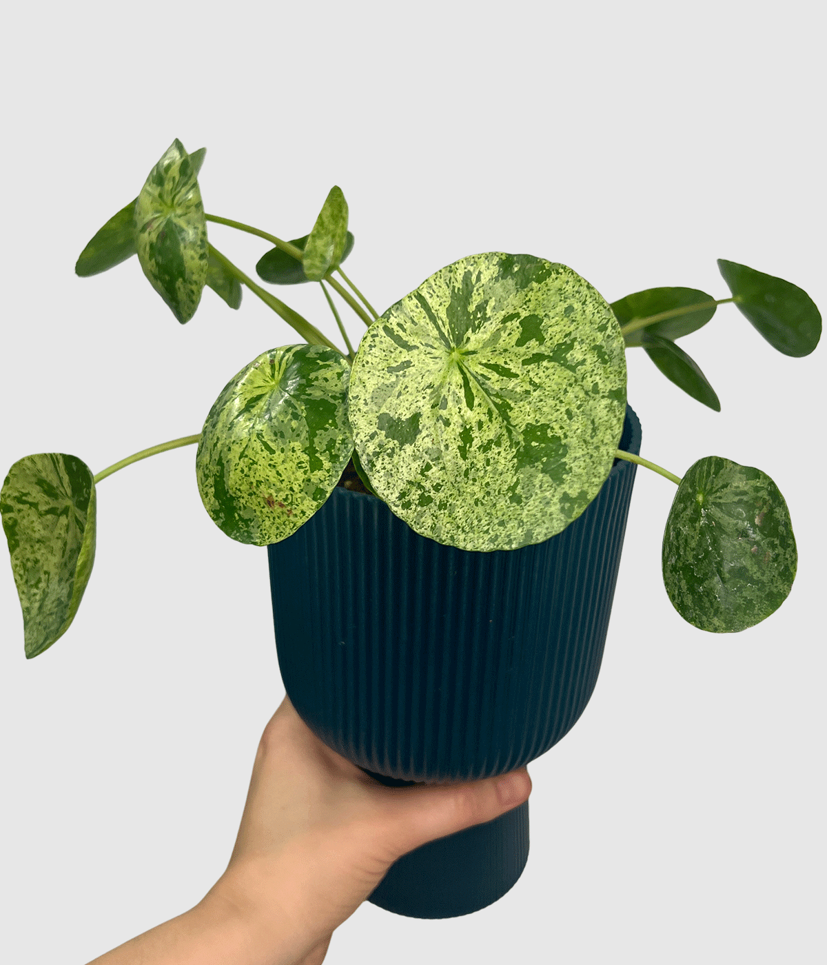Pilea mojito