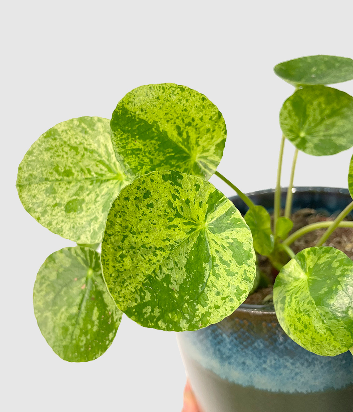 Pilea mojito