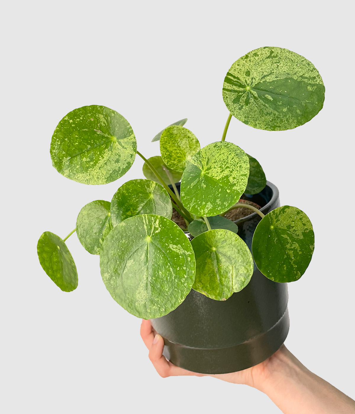 Pilea mojito2