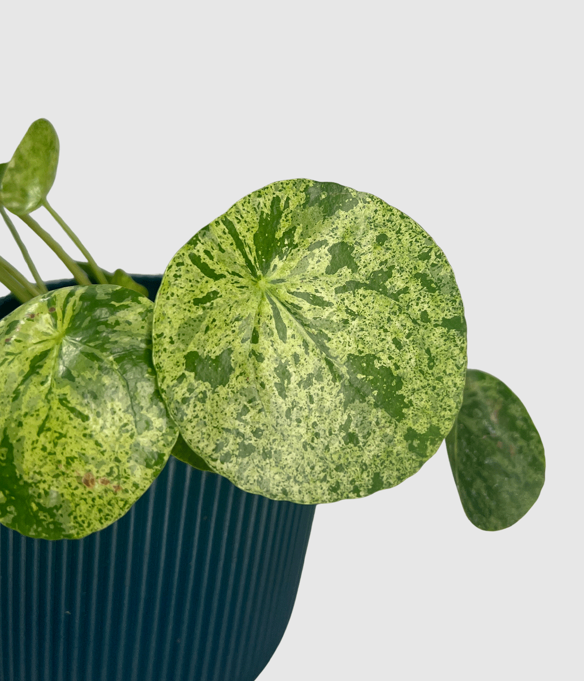 Pilea mojito20