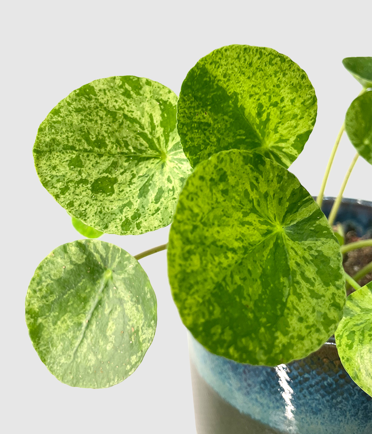 Pilea mojito3
