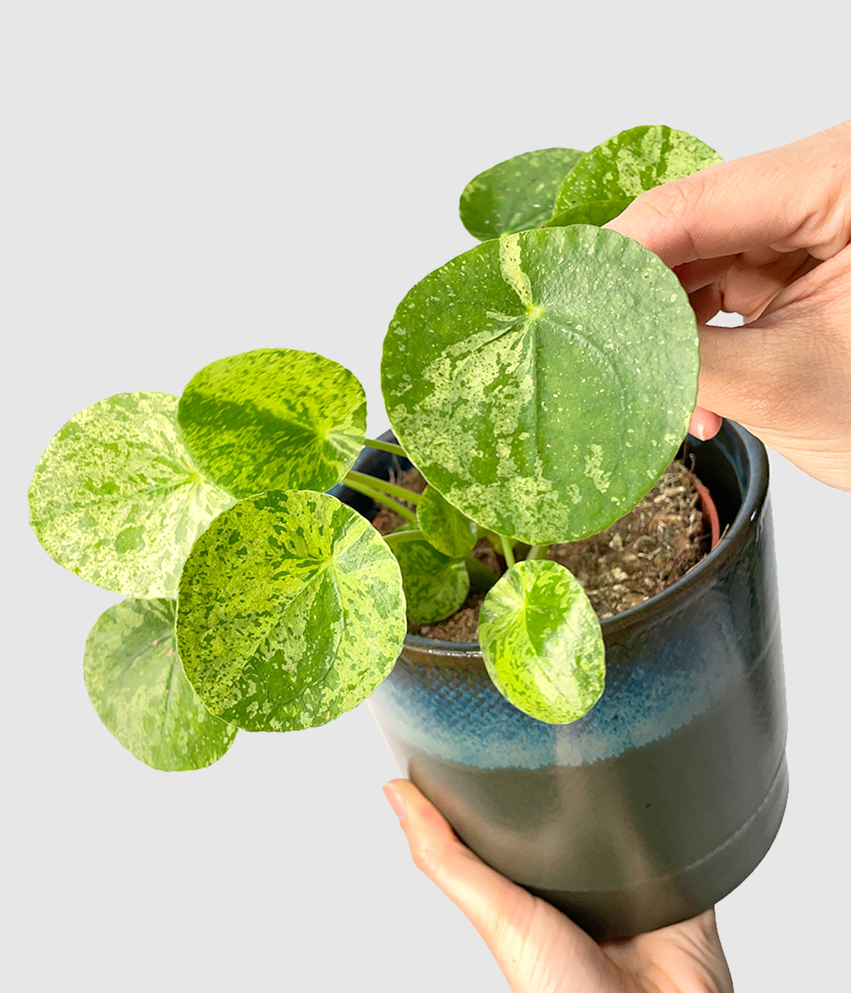Pilea mojito4