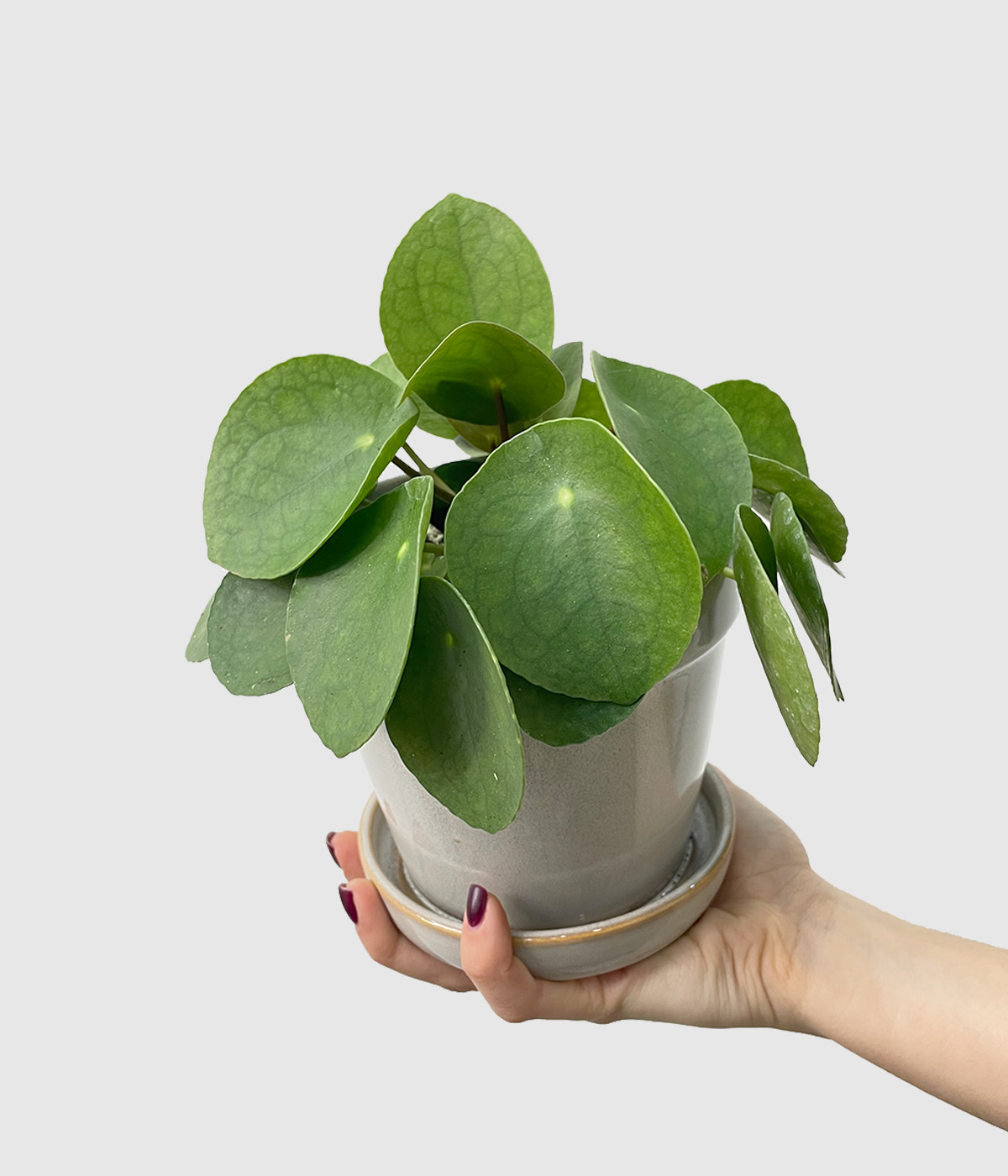 Pilea