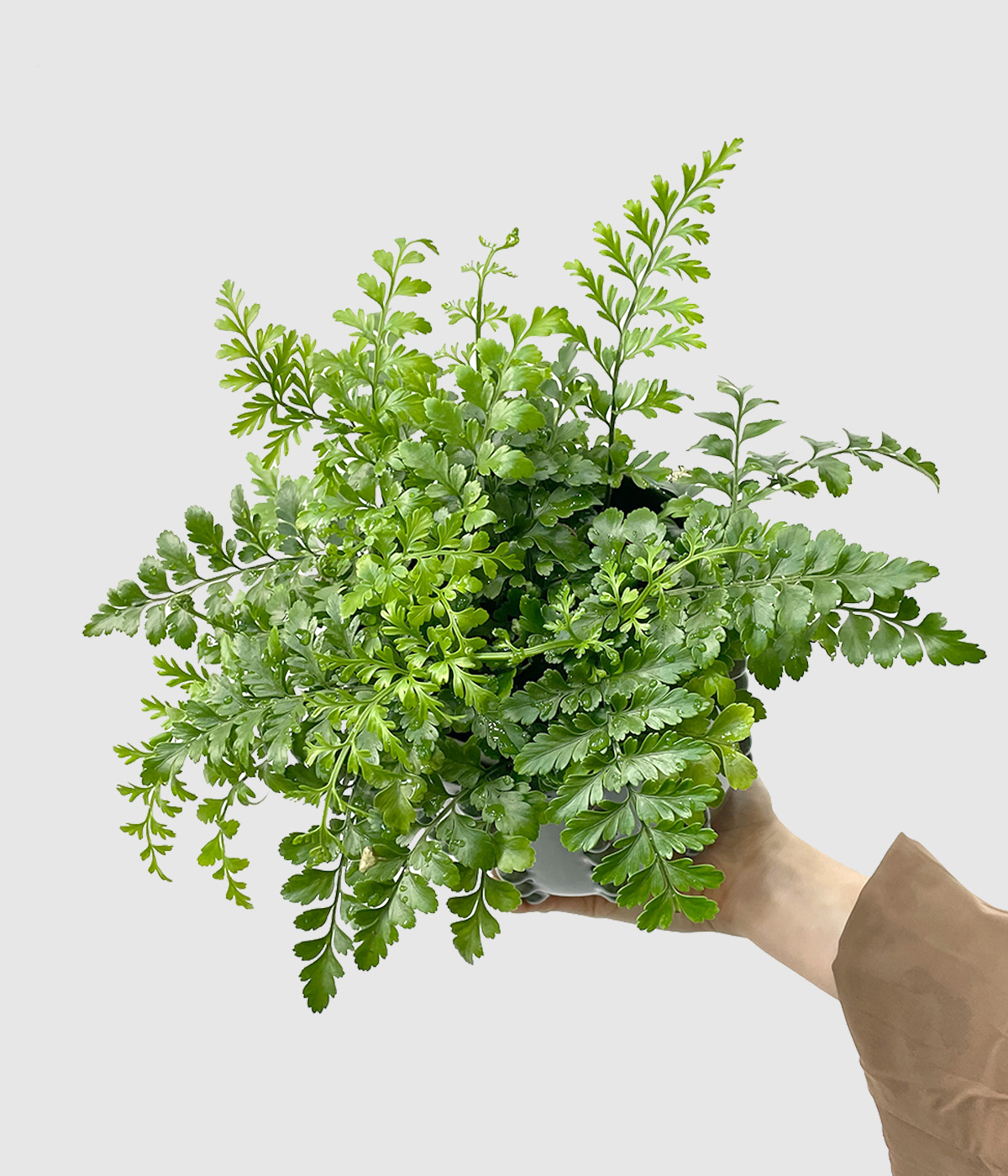 Praprot asplenium3