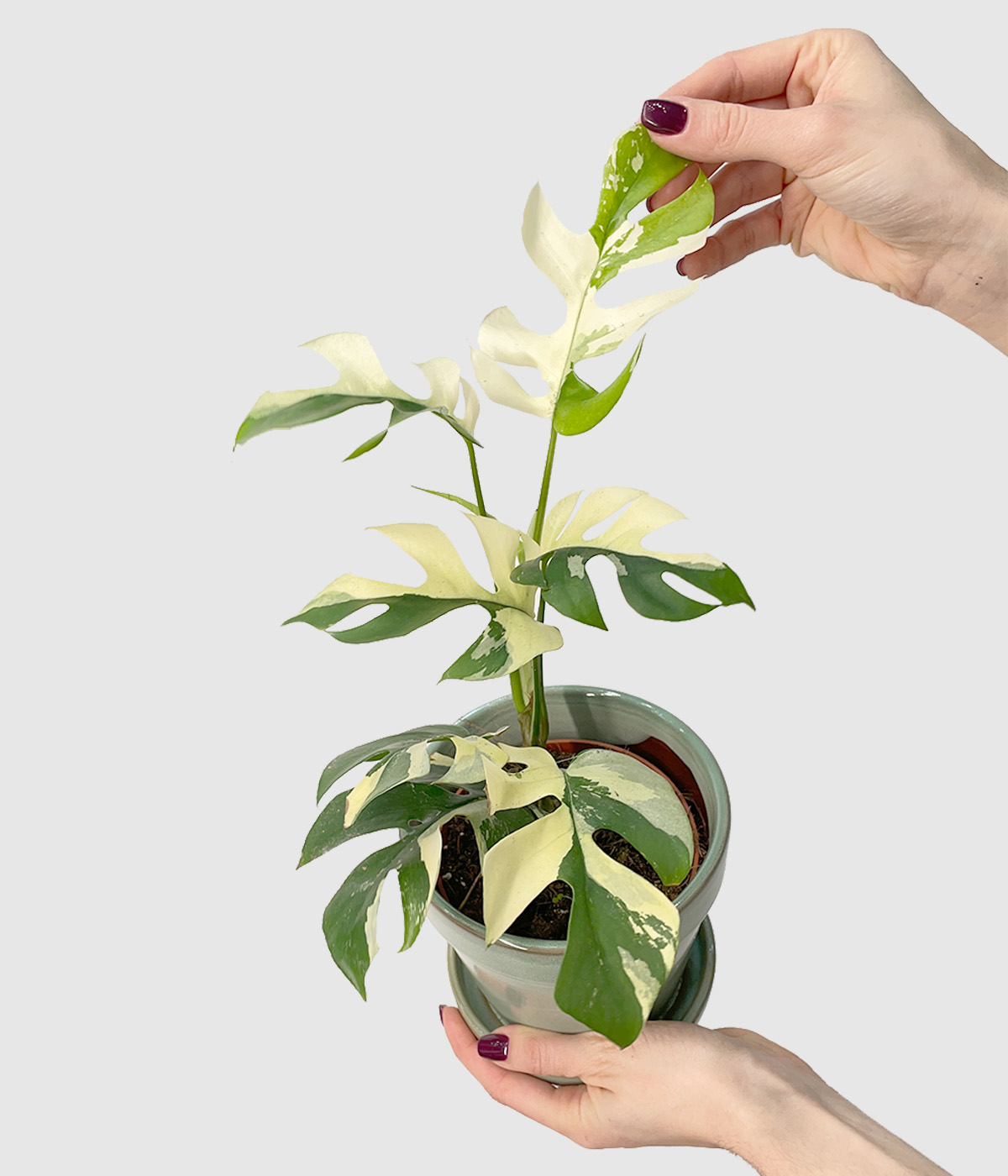 Rhaphidophora tetrasperma variegata3