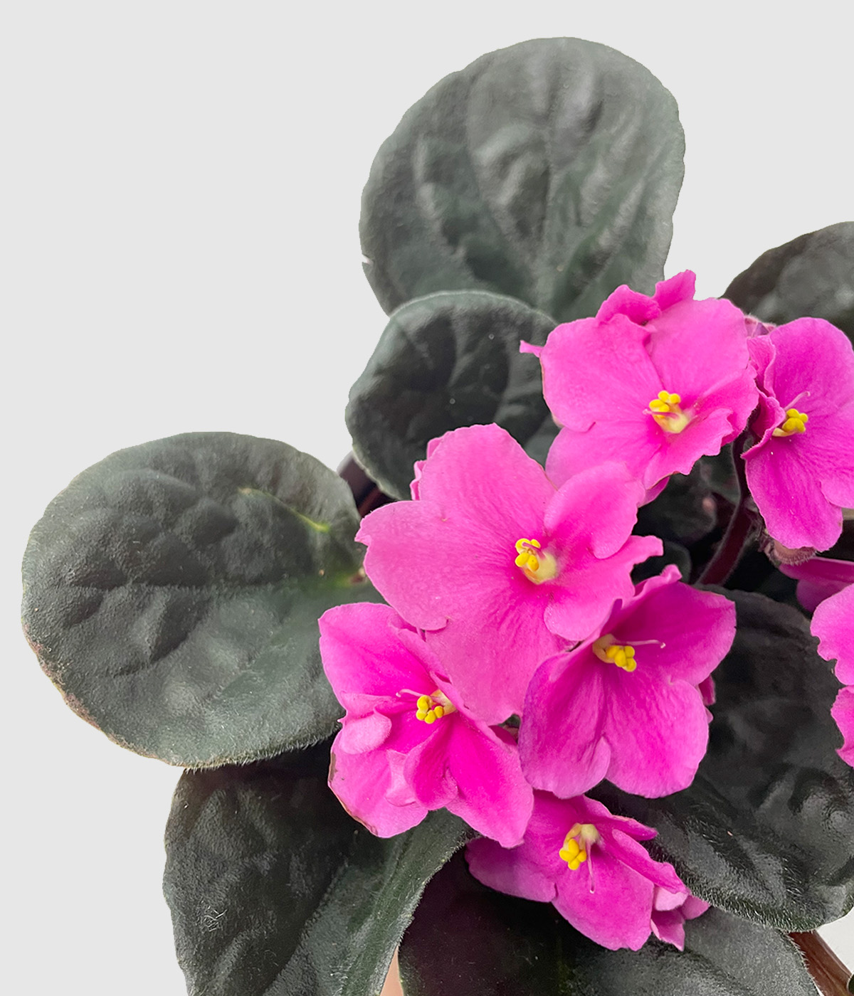 Saintpaulia light pink