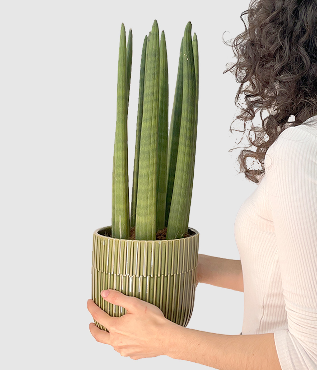 Sansevieria cylindrica2