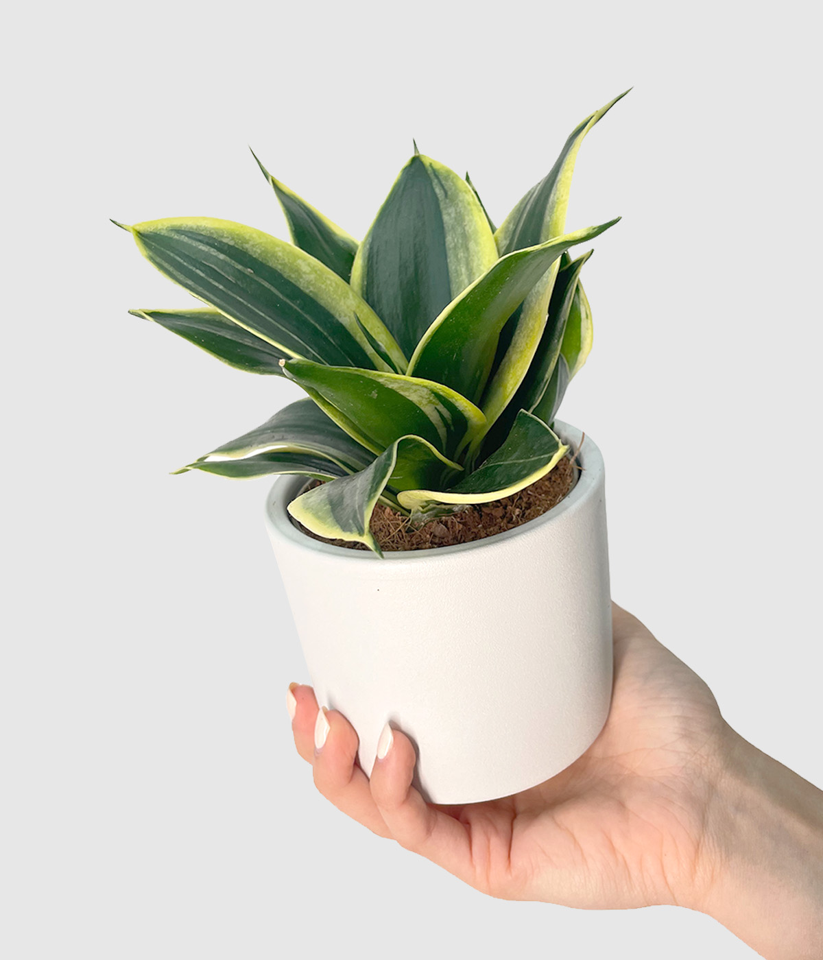 Sansevieria hahnii pagoda