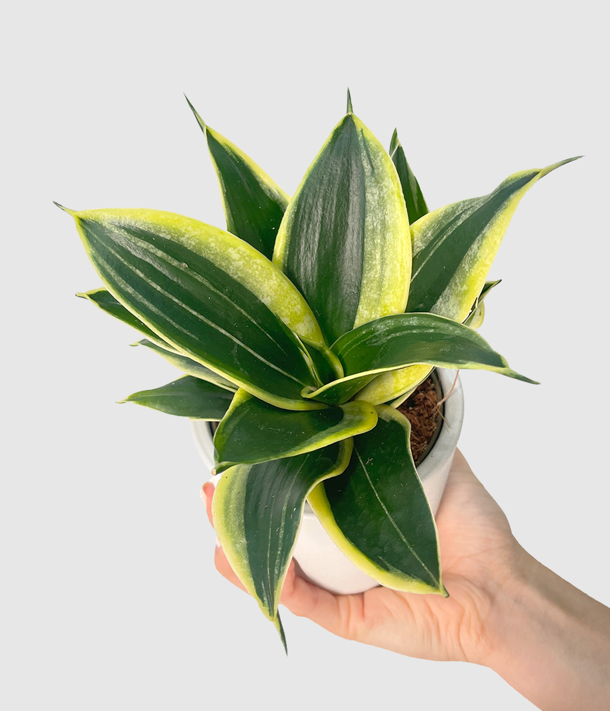 Sansevieria hahnii pagoda2