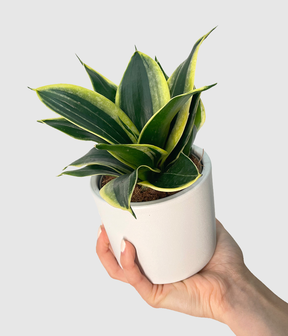 Sansevieria hahnii pagoda3