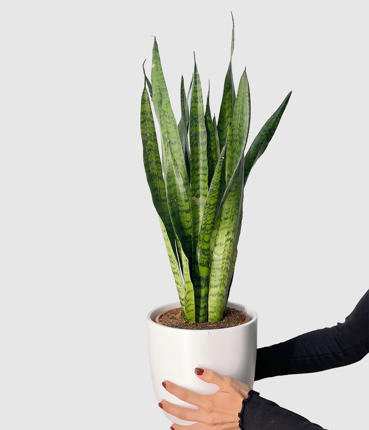 Sansevieria zeylanica