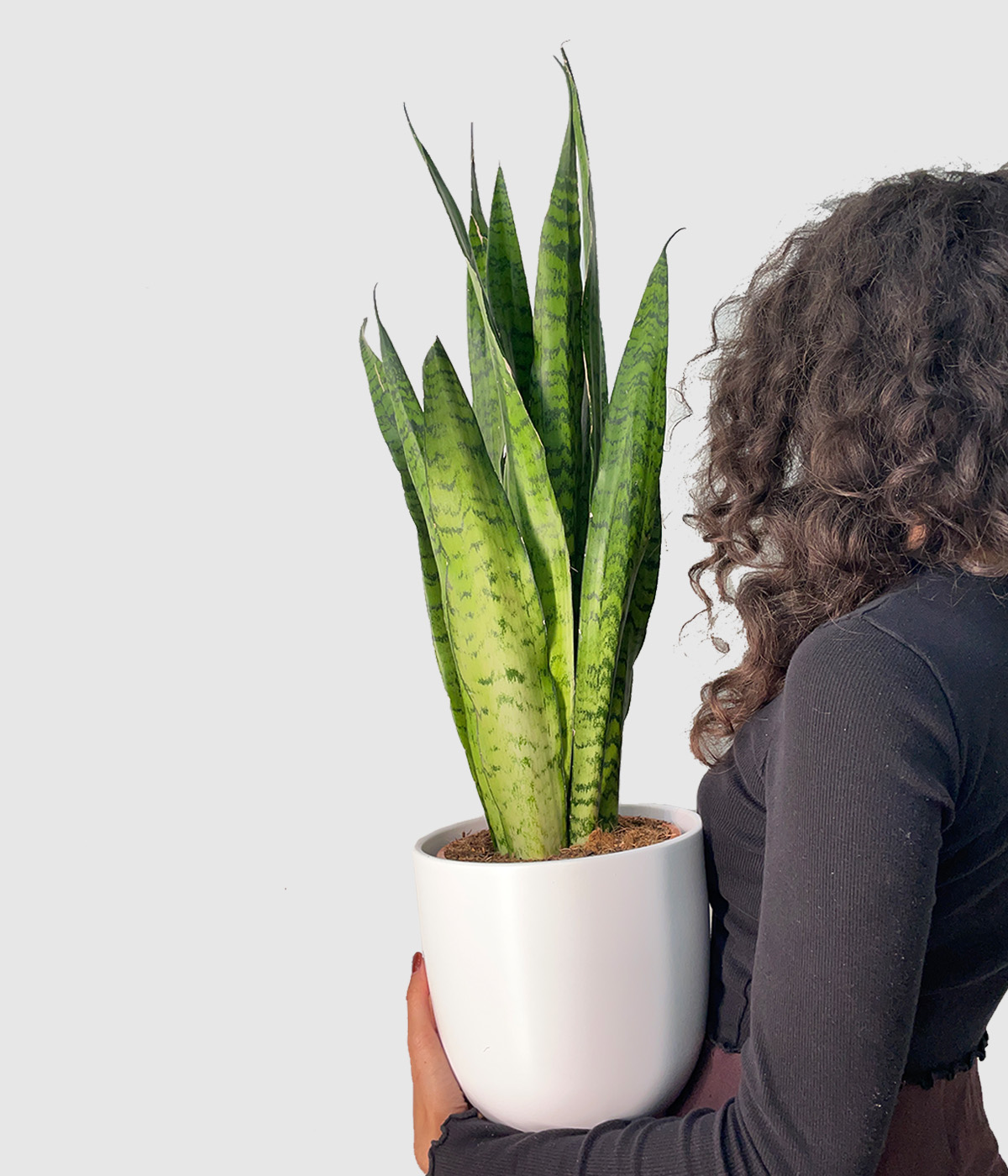 Sansevieria zeylanica2