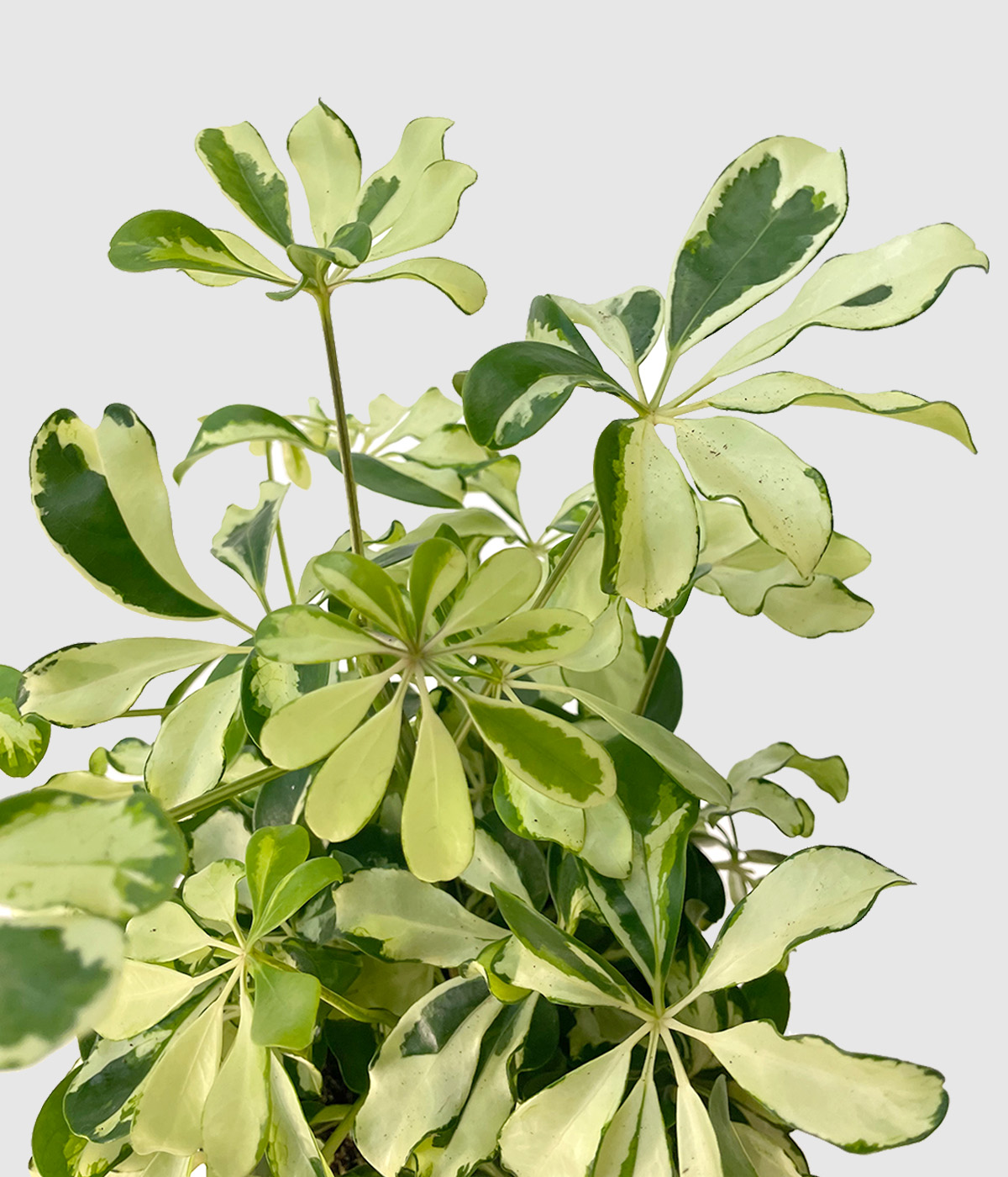 Schefflera charlotte