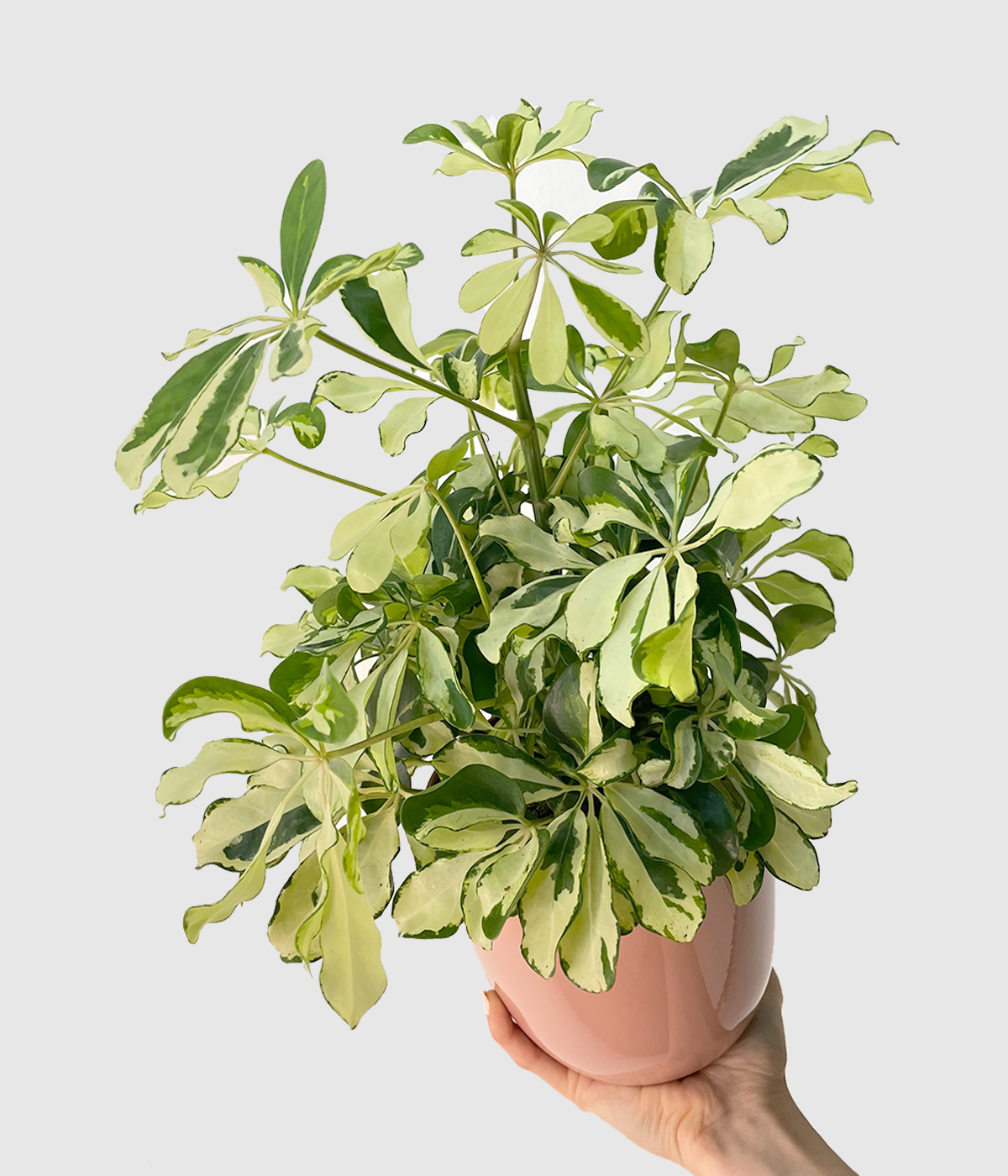 Schefflera charlotte2