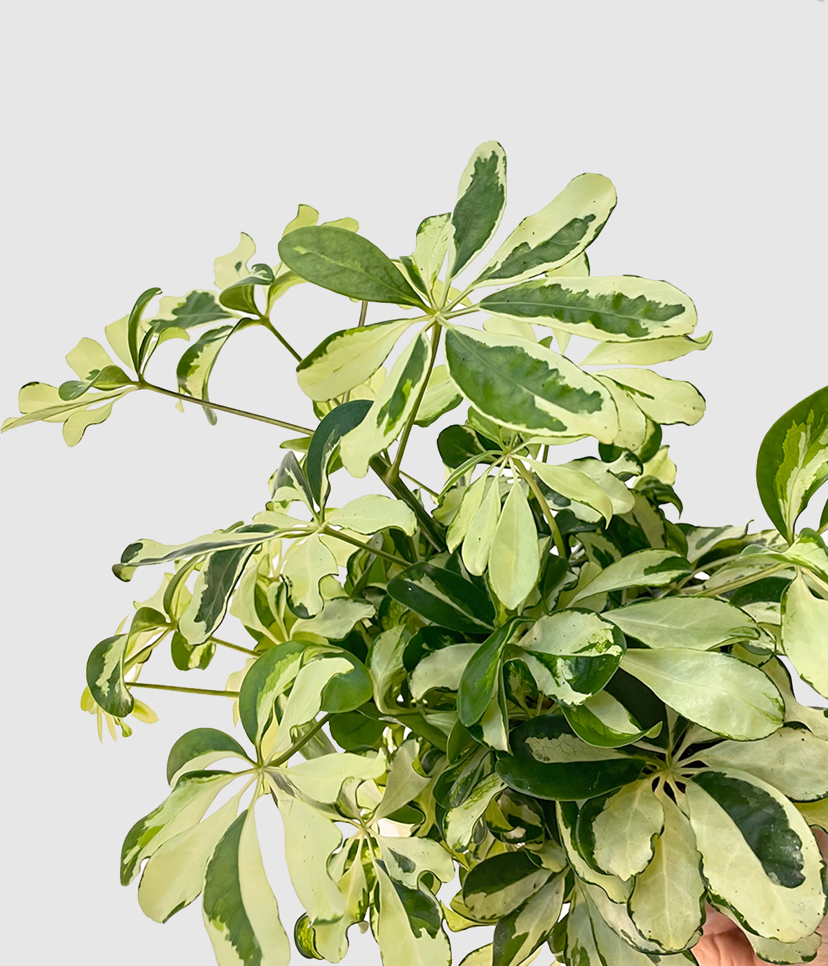 Schefflera charlotte3