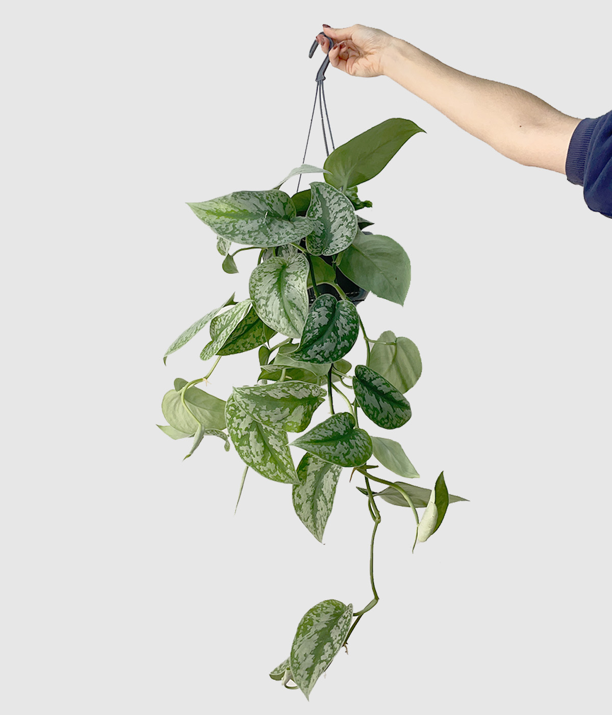 Scindapsus trebie2