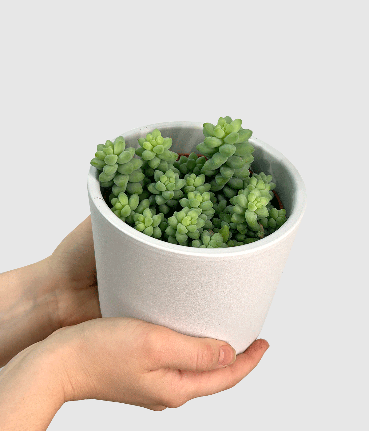 Sedum burrito