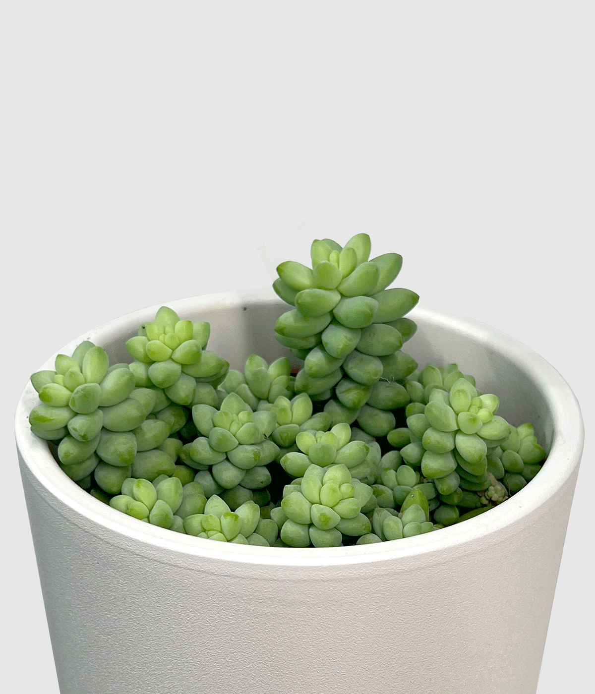Sedum burrito