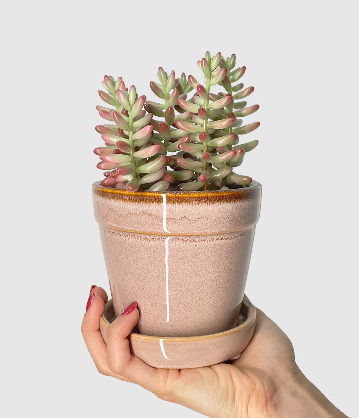Sedum rubrotinctum aurora