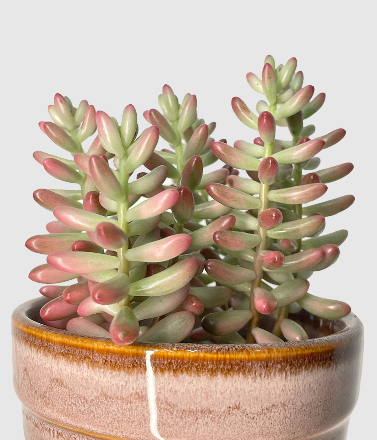 Sedum rubrotinctum aurora2