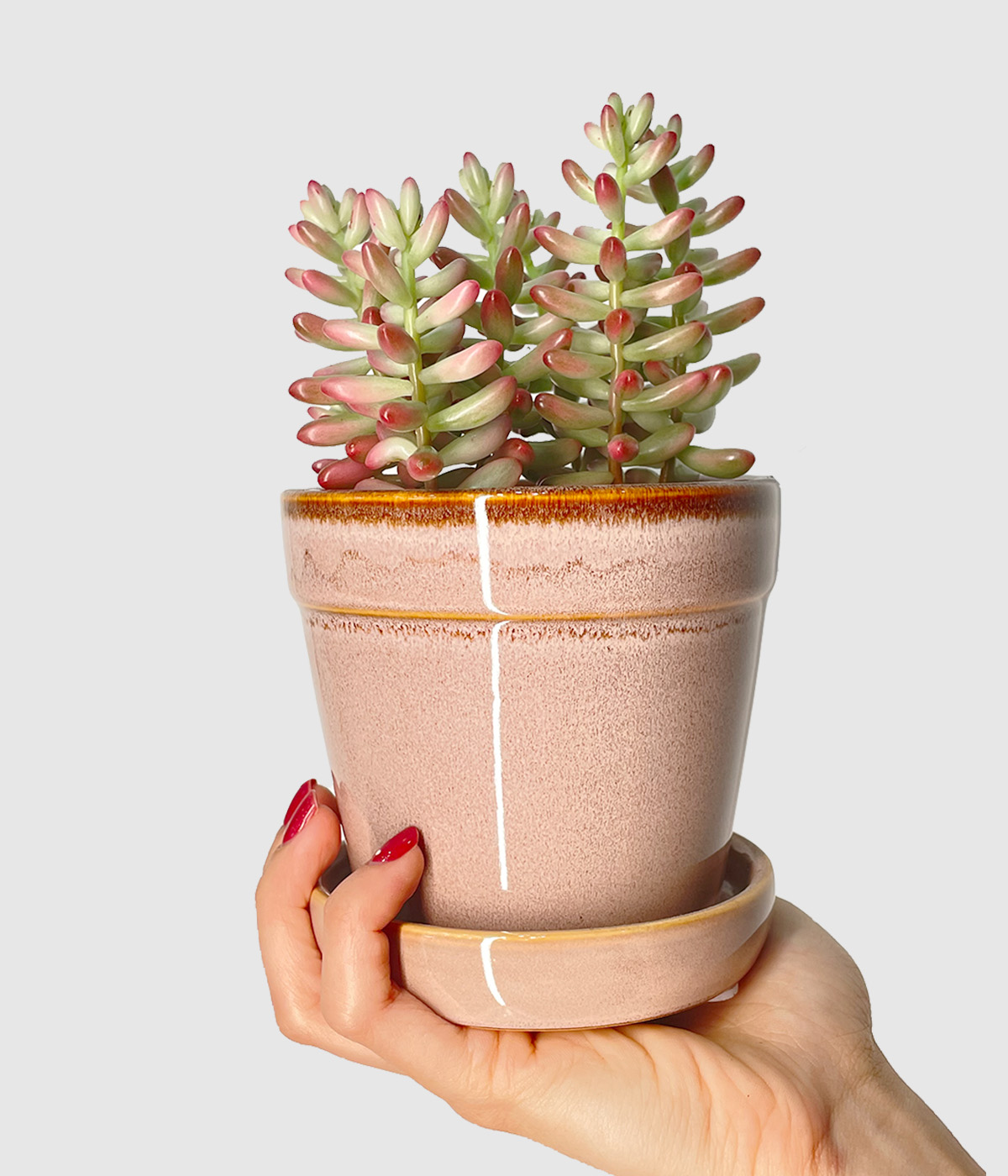 Sedum rubrotinctum aurora3