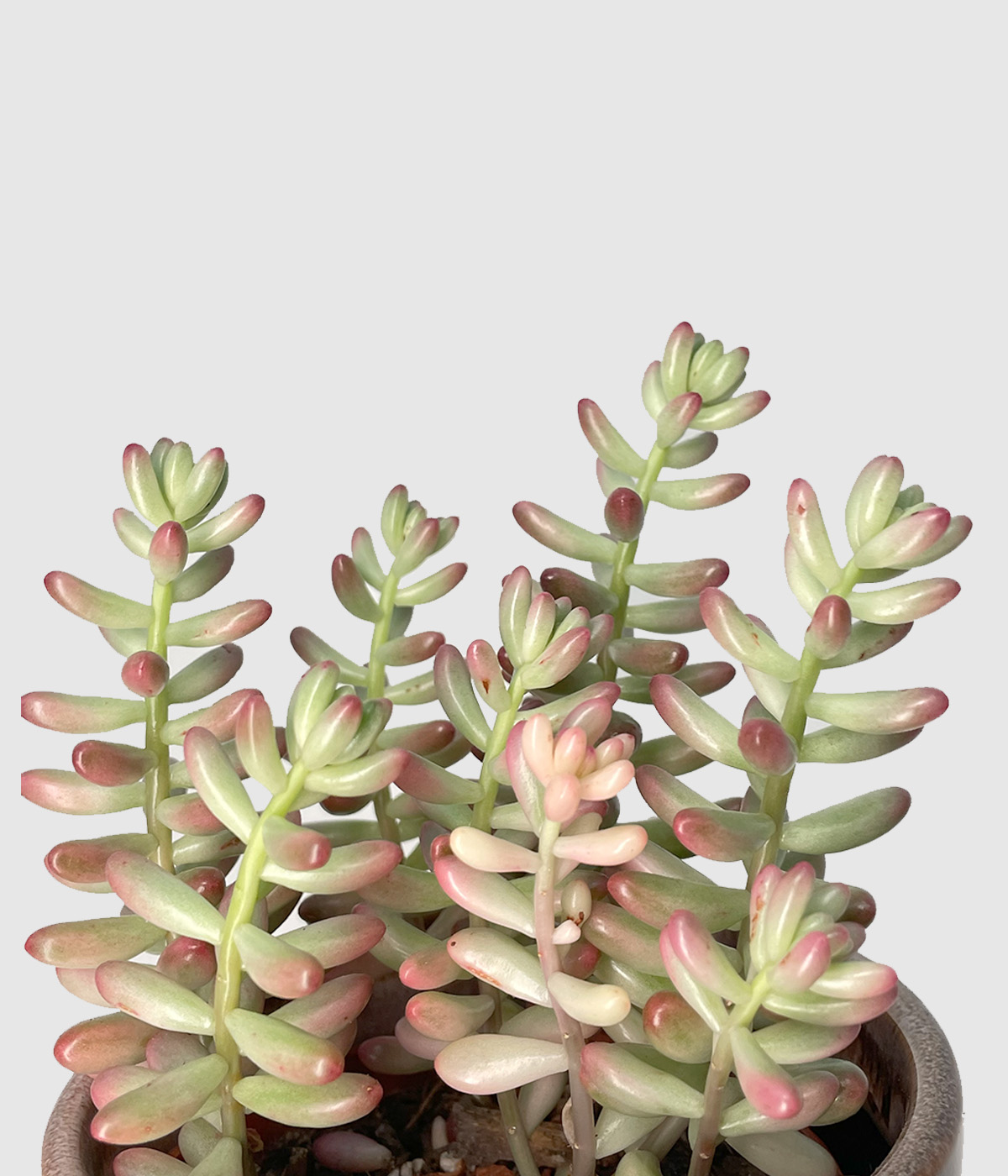 Sedum rubrotinctum aurora4