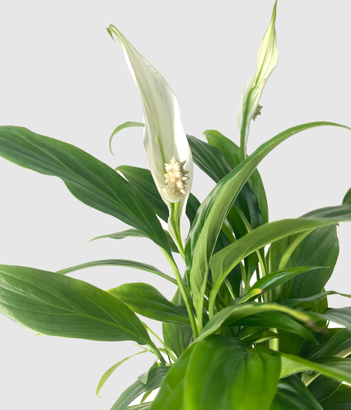 Spathiphyllum