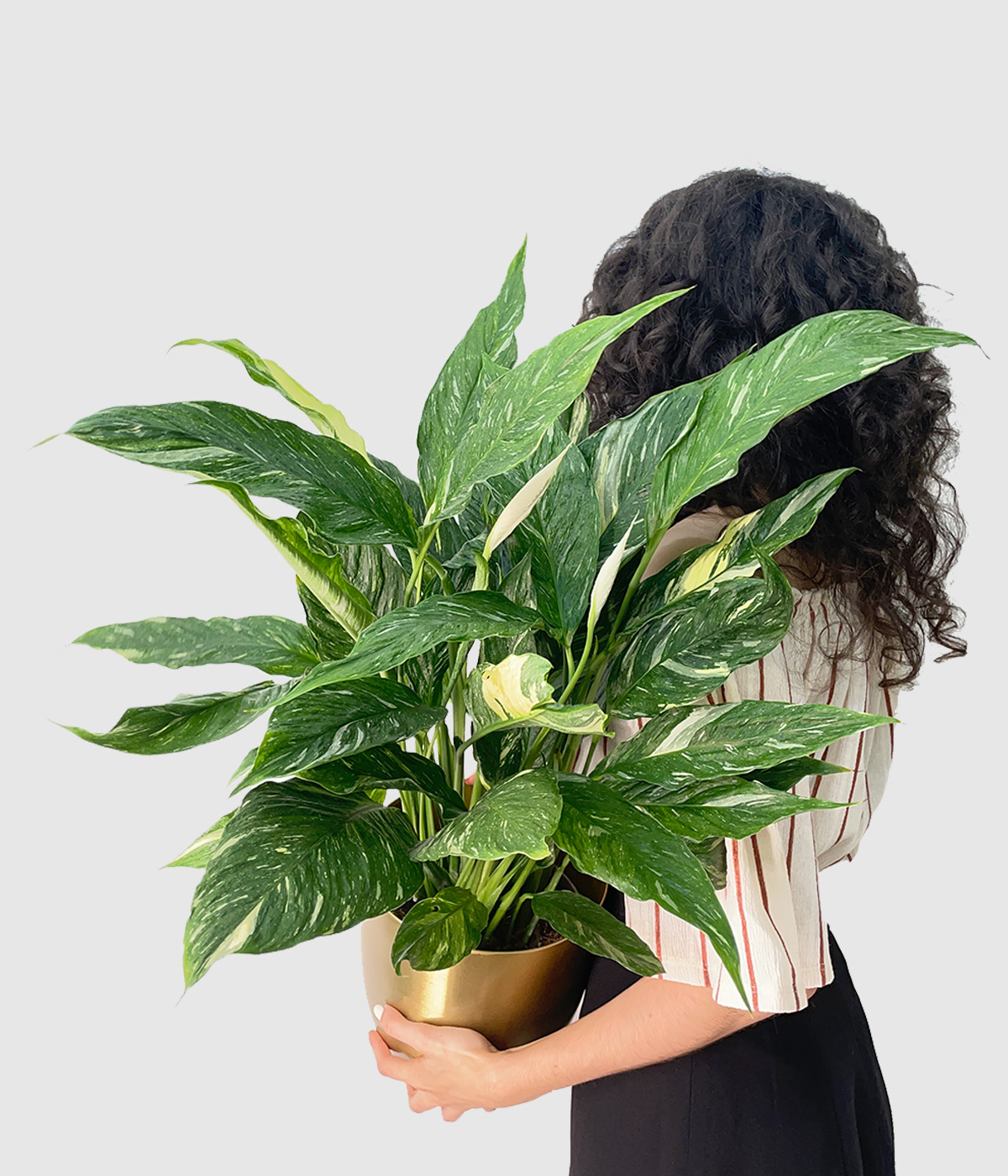 Spathiphyllum diamond variegata