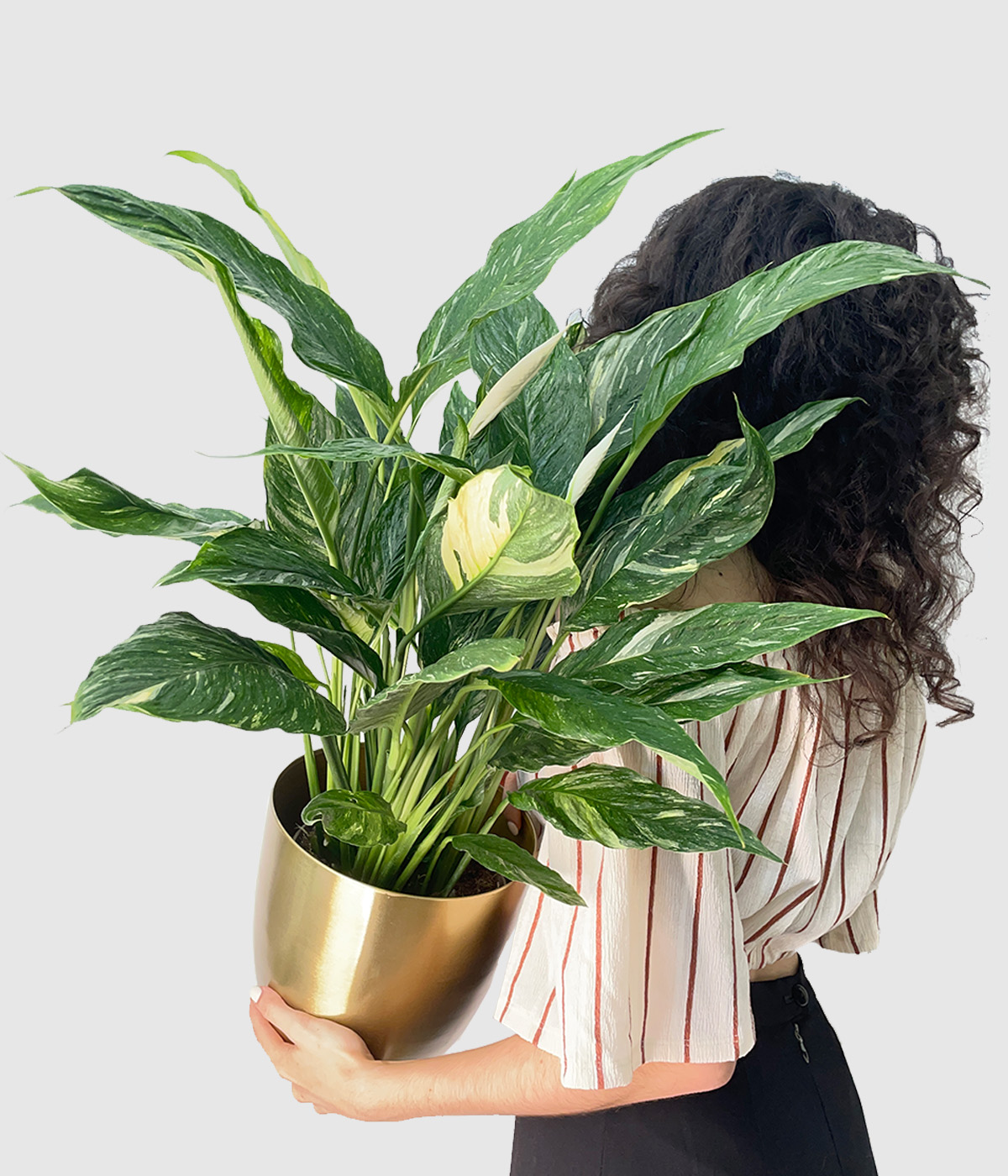 Spathiphyllum diamond variegata2