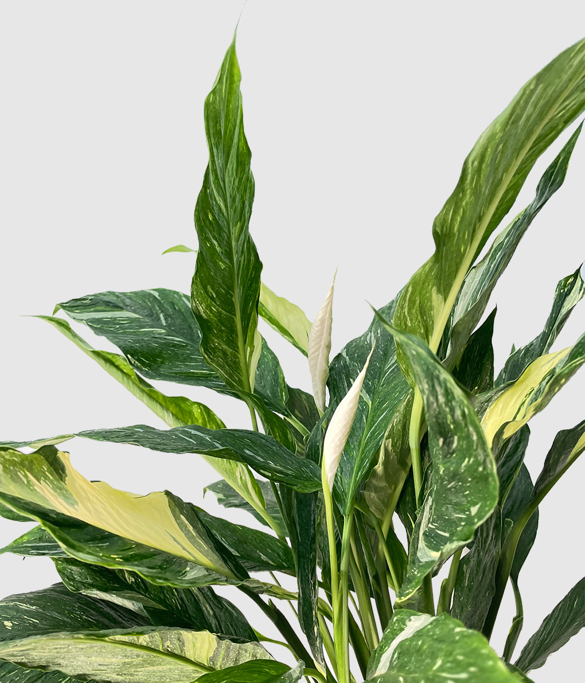 Spathiphyllum diamond variegata3