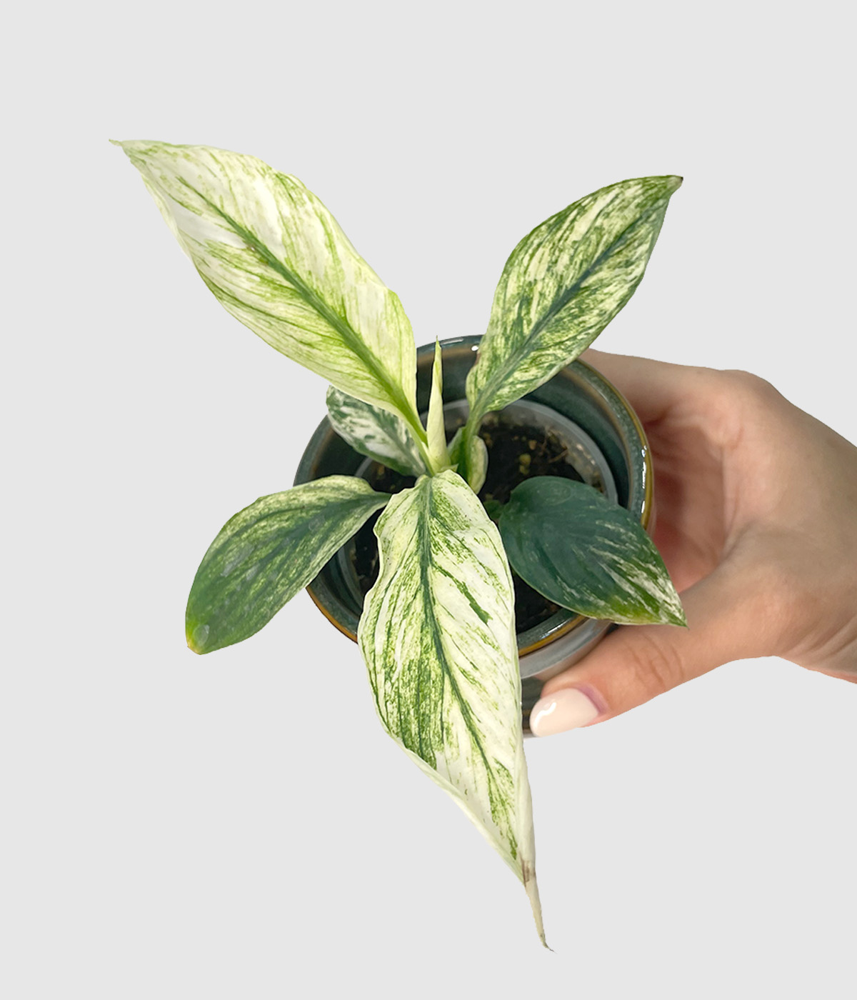 Spathiphyllum sensation variegata