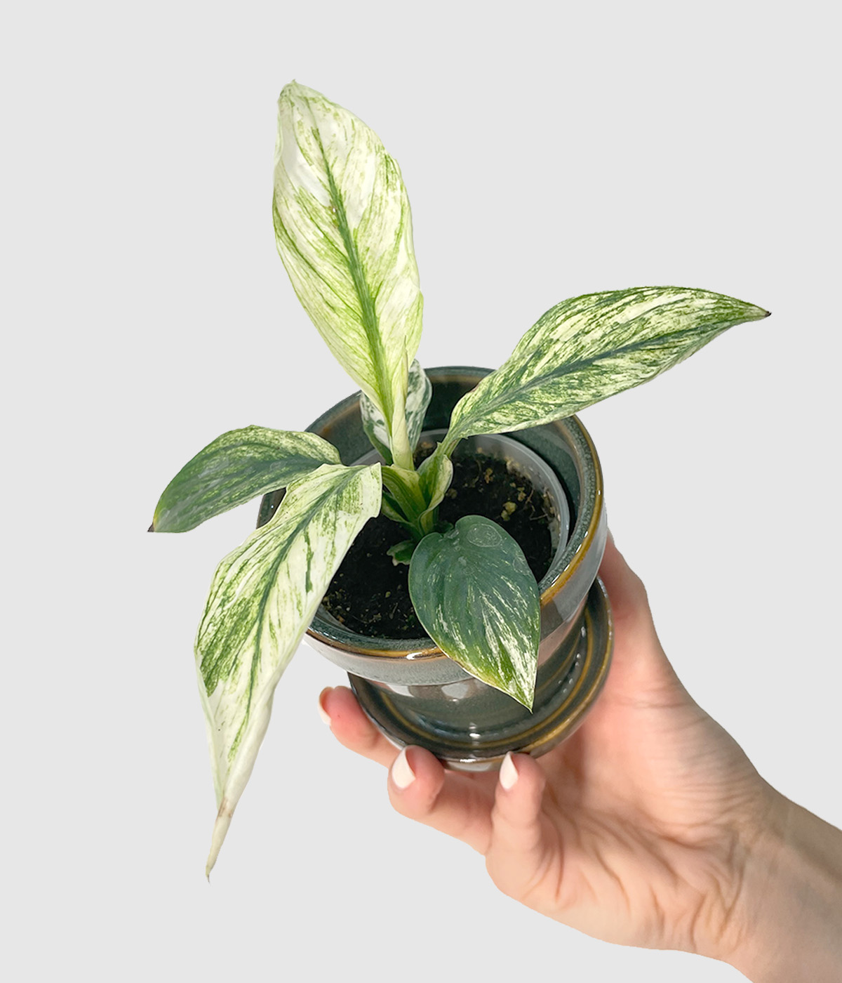 Spathiphyllum sensation variegata2