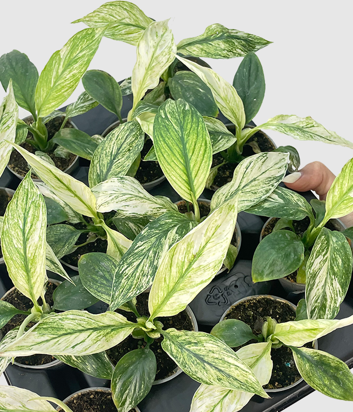Spathiphyllum sensation variegata3