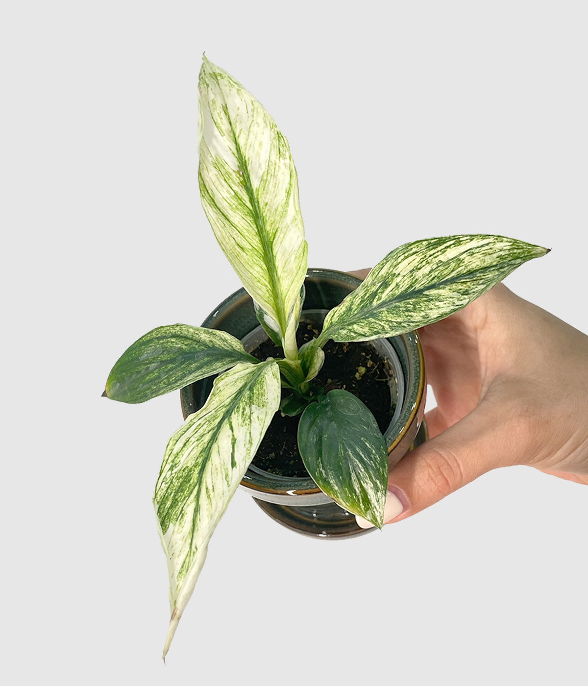 Spathiphyllum sensation variegata4