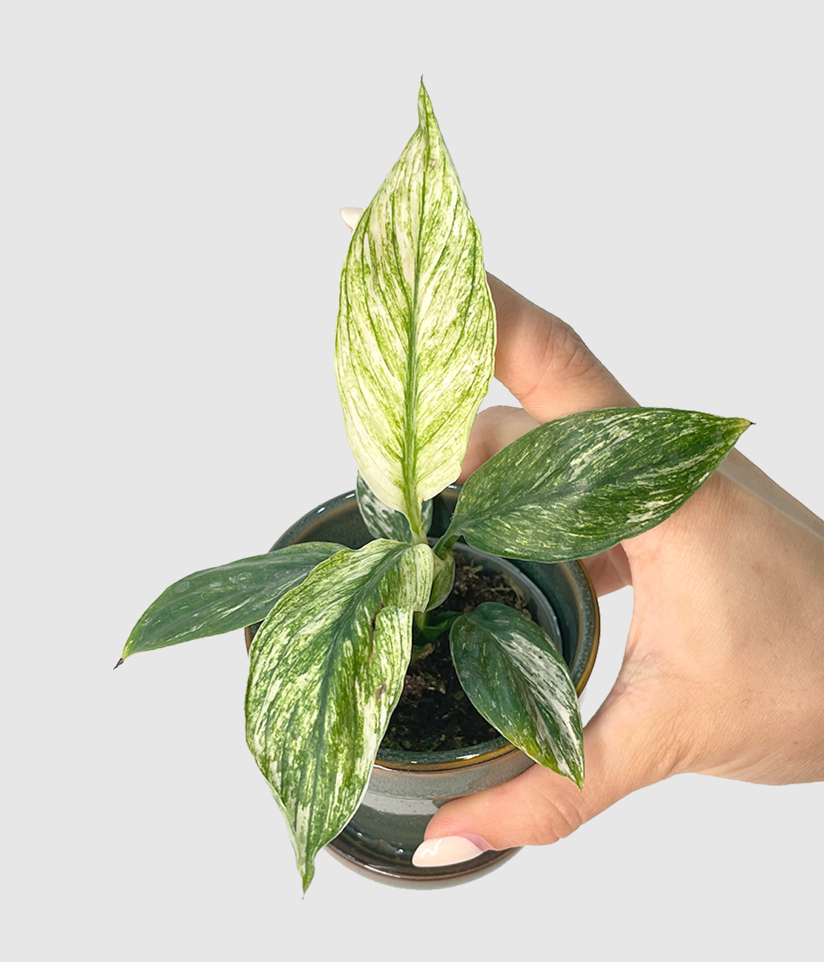 Spathiphyllum sensation variegata5