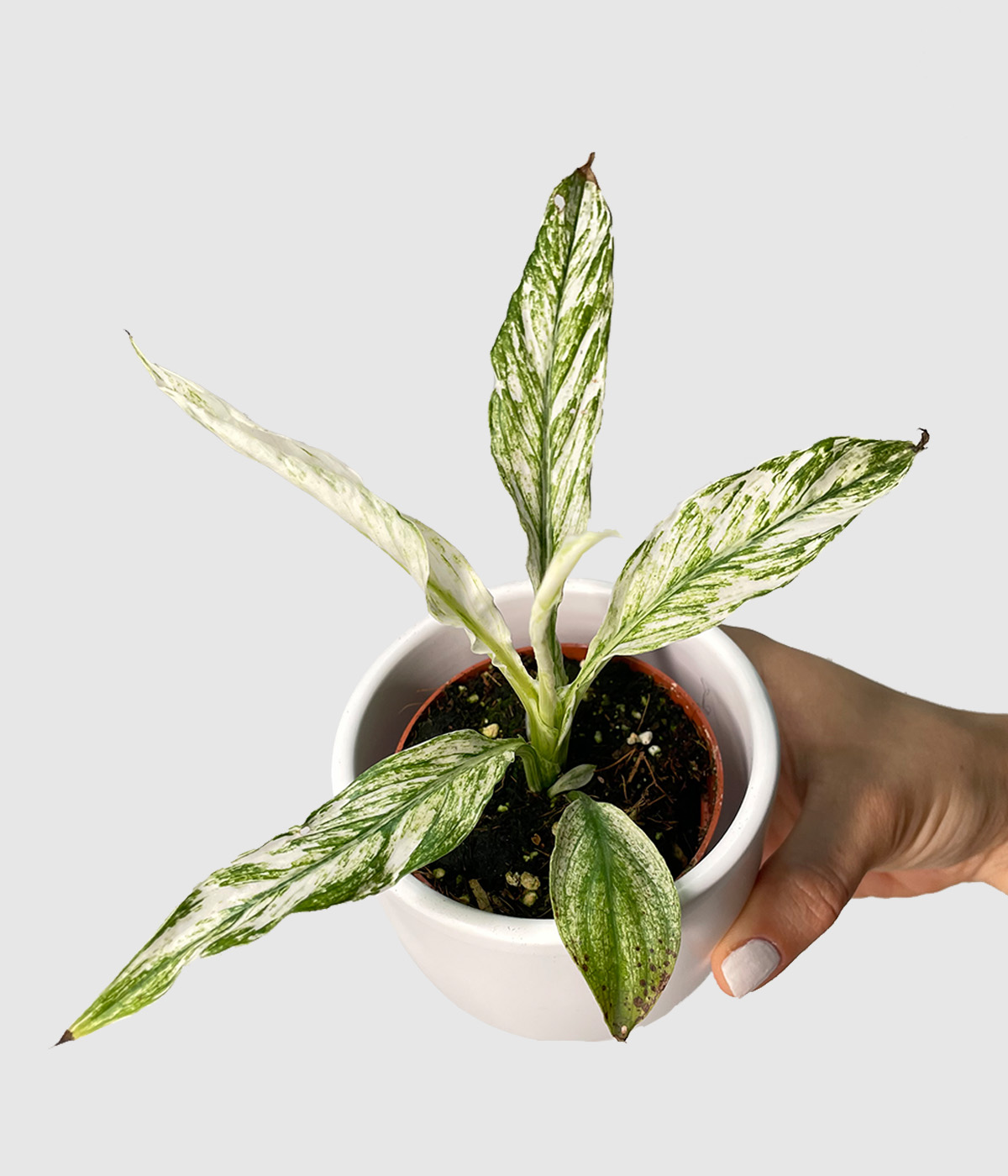 Spathiphyllum variegata