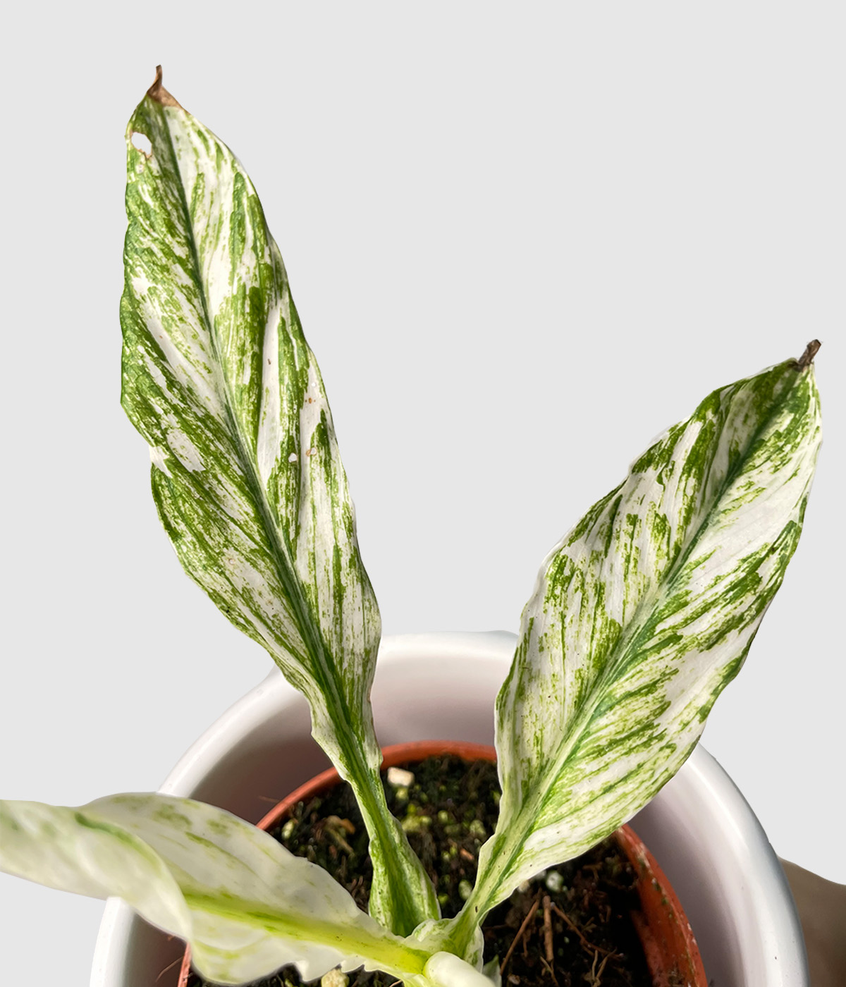 Spathiphyllum variegata2