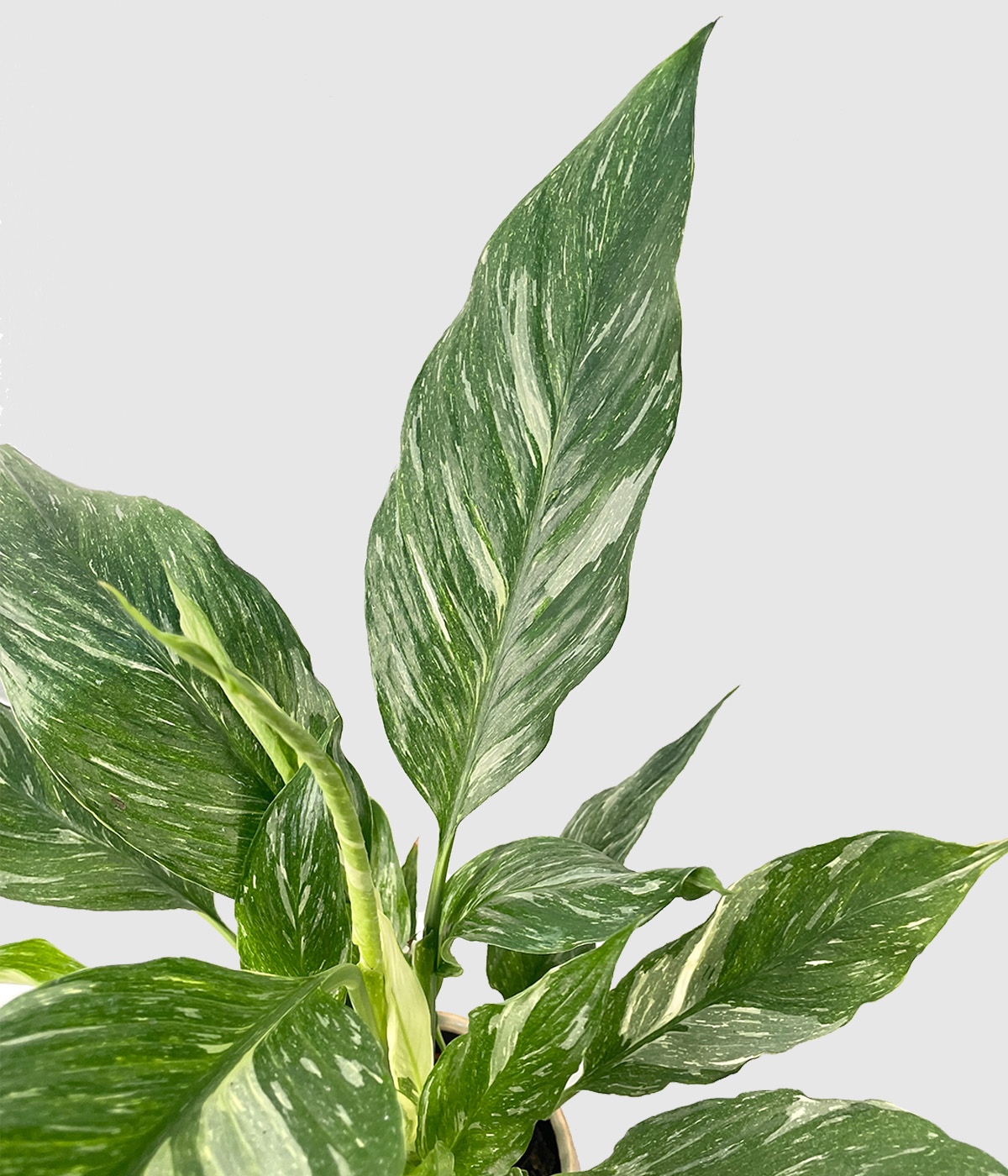 Spathiphyllum variegated3