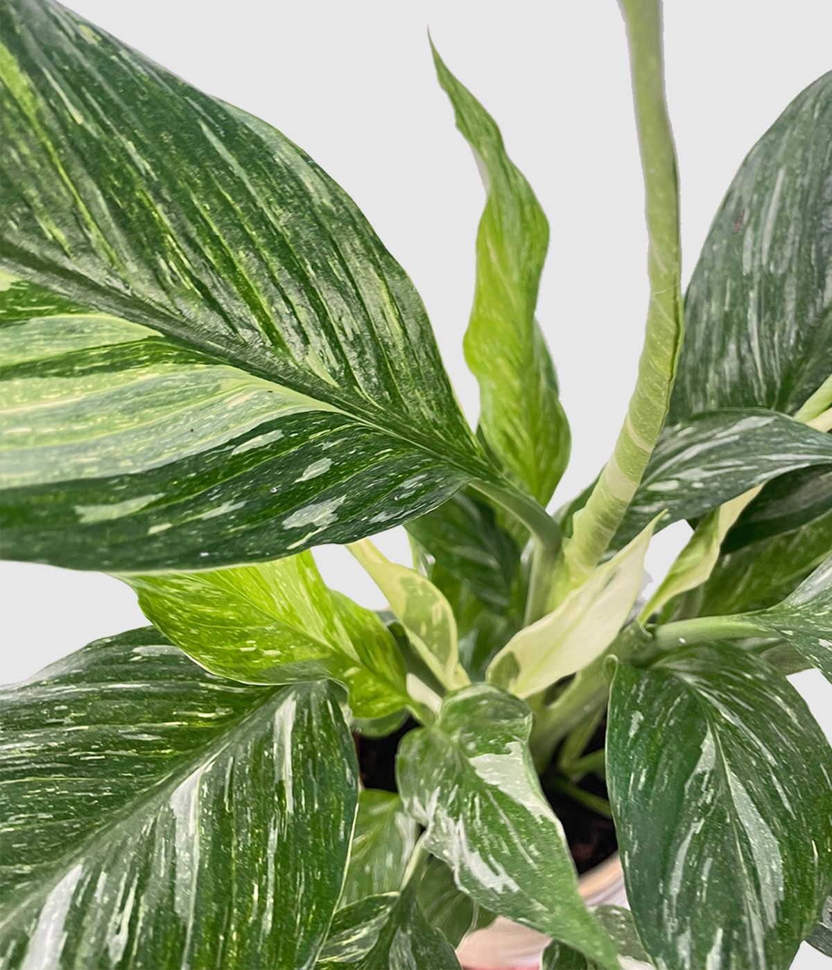 Spathiphyllum variegated4