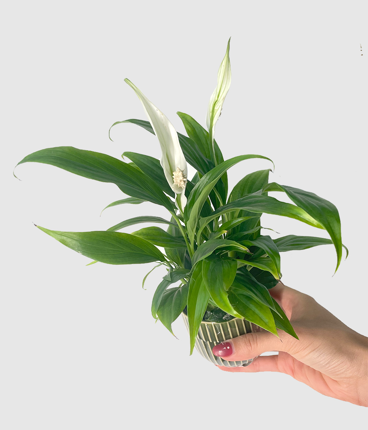 Spathiphyllum2